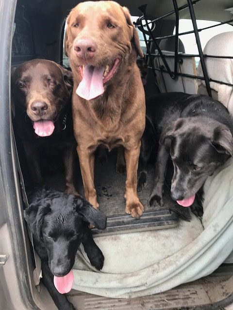 Ella: Chocolate Lab front and centre